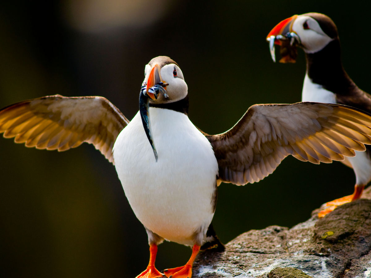 Scottish Cruise A Guided Wildlife Tour to the Isle of Skye and the