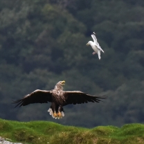 Southern Hebridean Wild Isles: Islay, Jura, Luing and Shuna