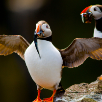A Guided Wildlife Tour to the Isle of Skye and the Small Isles