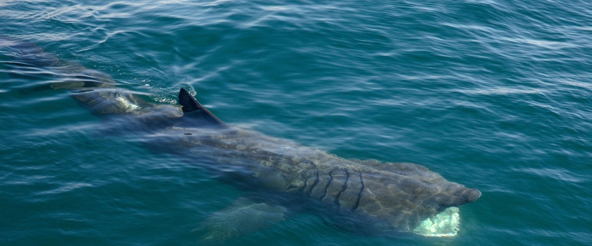 Scottish Wildlife Cruises